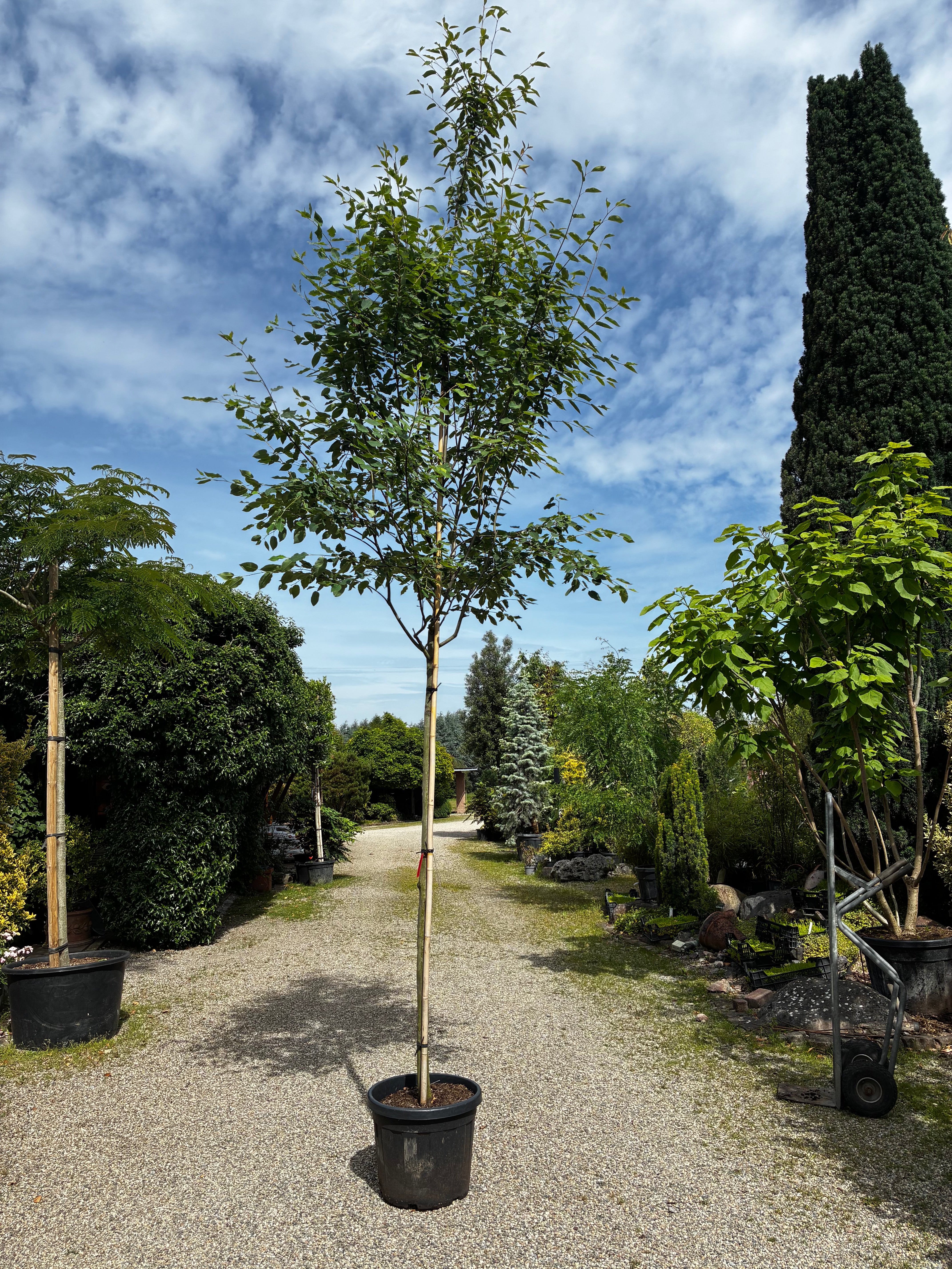 Baum-Felsenbirne 'Robin Hill' / Amelanchier arborea 'Robin Hill'